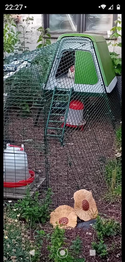 EGLU GO UP KIPPENHOK, Dieren en Toebehoren, Pluimvee | Toebehoren, Zo goed als nieuw, Kippenhok of Kippenren, Ophalen