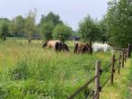 halve stal - bijrijder, Dieren en Toebehoren