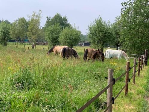 halve stal - bijrijder, Dieren en Toebehoren, Paarden