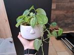 Scindapsus pictus argyraeus + pot, Ophalen