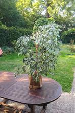Treurvijg (Ficus benjamina), Ophalen, Ficus, In pot, Minder dan 100 cm