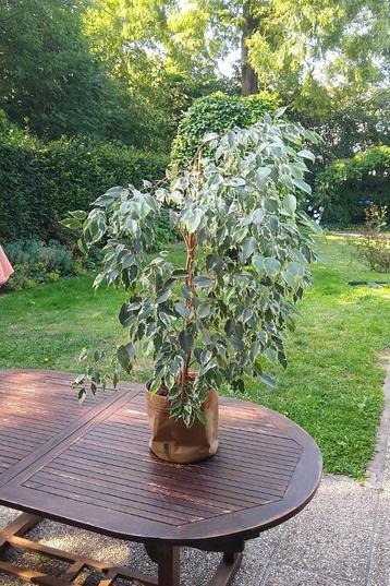 Treurvijg (Ficus benjamina)  beschikbaar voor biedingen