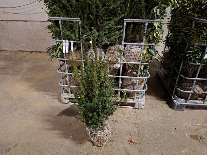 Taxus baccata!, Tuin en Terras, Planten | Struiken en Hagen, Taxus, Ophalen