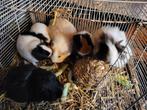 Cavia's te koop, Animaux & Accessoires, Rongeurs, Décembre, Domestique, Plusieurs animaux, Cobaye