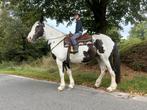 Grote ierse merrie 1m70 12jaar, Dieren en Toebehoren, Paarden, Merrie, Zadelmak
