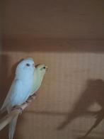 Grasparkieten beshikbaar enkel koppels 15 koppels8, Dieren en Toebehoren, Vogels | Parkieten en Papegaaien