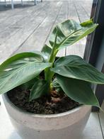 Mooie banaan boom, Tuin en Terras, Planten | Bomen, Halfschaduw, Overige soorten, Minder dan 100 cm, Ophalen