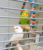 Très belle paire de perruche avec  cage et accessoires, Animaux & Accessoires, Oiseaux | Perruches & Perroquets, Plusieurs animaux