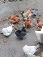 Zijdehoen 10 hennen en haan, Dieren en Toebehoren, Pluimvee