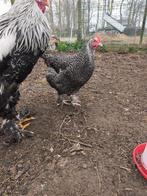 Legkippen, Dieren en Toebehoren