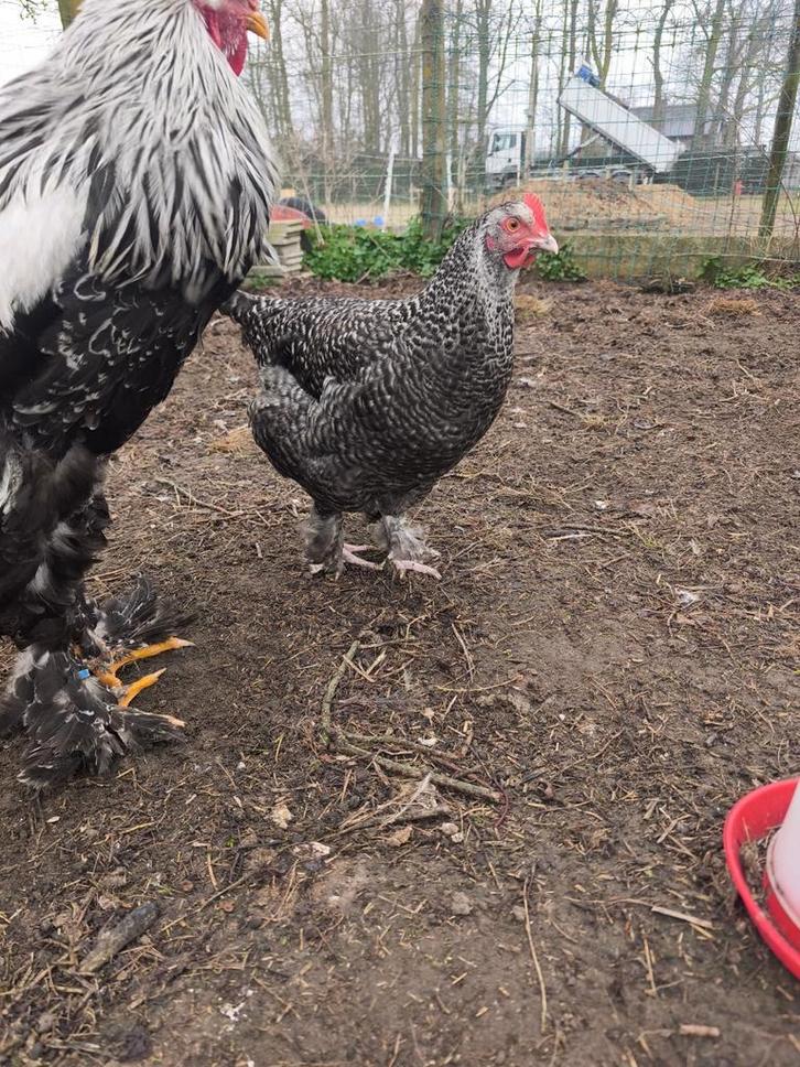 Legkippen, Dieren en Toebehoren, Pluimvee
