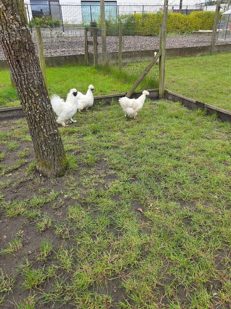 broedeieren witte zijdehoenders, Dieren en Toebehoren, Pluimvee, Kip