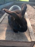 Dwergkonijn rammelaar, Dieren en Toebehoren, Konijnen, Mannelijk, Middelgroot, Hangoor, 0 tot 2 jaar