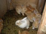 konijnen, Animaux & Accessoires, Lapins, Plusieurs animaux, Taille moyenne, 0 à 2 ans