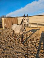 Mooie 6 jarige merrie, Dieren en Toebehoren, Paarden, B, 3 tot 6 jaar, 160 tot 165 cm, Merrie