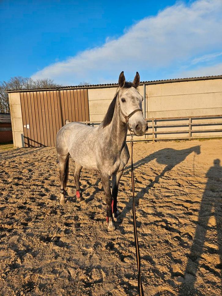 Mooie 6 jarige merrie, Dieren en Toebehoren, Paarden, Merrie, B, 160 tot 165 cm, 3 tot 6 jaar, Gechipt, Ontwormd, Ingeënt