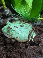 Blauwe pacman, Dieren en Toebehoren, Reptielen en Amfibieën, Amfibie