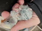Agapornis babys handtam, Dieren en Toebehoren