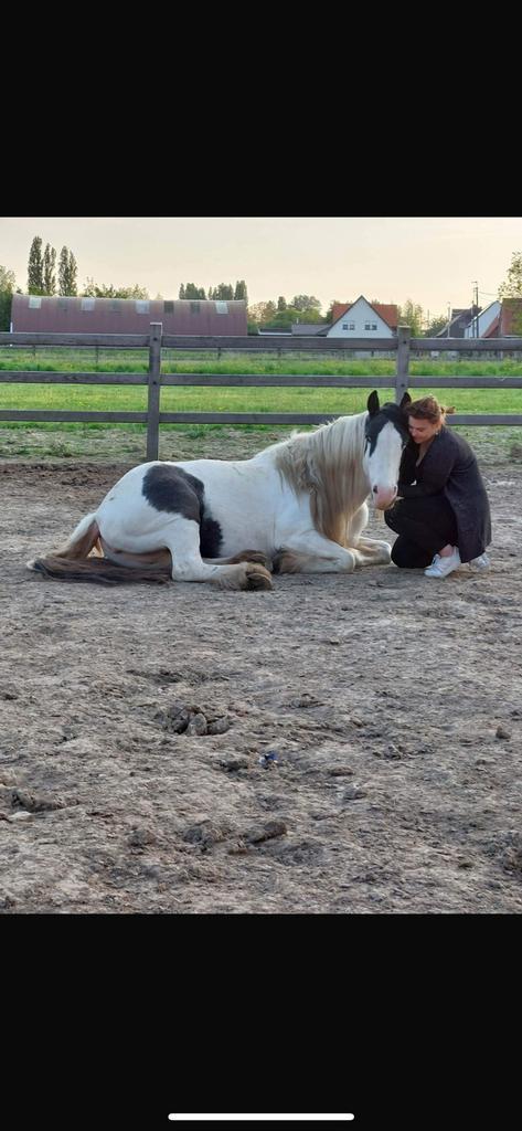 Grote Tinkermerrie irish cob., Animaux & Accessoires, Chevaux, Jument, Débourré, Moins de 160 cm, 7 à 10 ans, Cheval de récréation