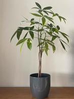 Pachira aquatica 1m, Ophalen