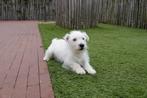 Prachtige West Highland White Terriër pups (westie), Dieren en Toebehoren, Honden | Jack Russells en Terriërs, Parvo, België, Overige rassen
