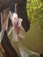 Prachtige Snow White Longfin High Grade, Dieren en Toebehoren, Vissen | Aquariumvissen, Vis, Zoetwatervis, Schoolvis