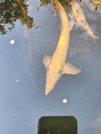 Esturgeon albinos 80 euros, Esturgeon