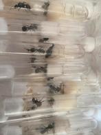 Messor barbarus queens, Mieren