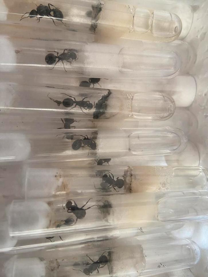 Messor barbarus queens, Dieren en Toebehoren, Insecten en Spinnen, Mieren