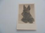 honden - 10 postkaarten, Collections, Cartes postales | Animaux, Envoi, 1940 à 1960, Non affranchie, Chien ou Chat
