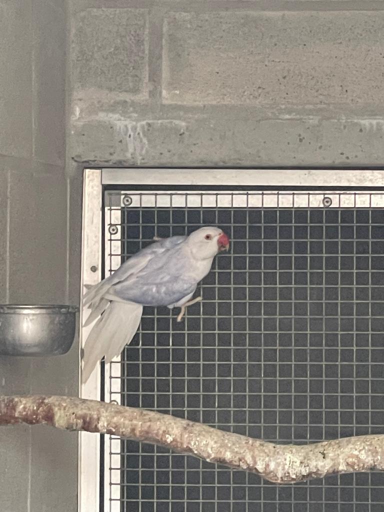 Halsbandparkiet, Dieren en Toebehoren