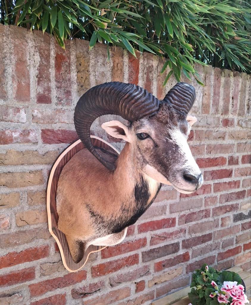 NOUVEAU ! tête en peluche, mouflon, taxidermie, crâne, chass, Collections, Collections Animaux, Bois ou Tête, Animal sauvage, Enlèvement