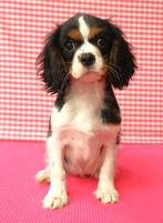 Des chiots Cavalier King Charles super mignons !, 15 semaines à 1 an, Étranger, Hépatite contagieuse (maladie de Rubarth), Chienne
