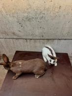 Konijnen, Dieren en Toebehoren