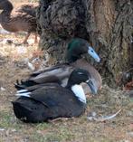 Krombekeend man, Dieren en Toebehoren, Eend