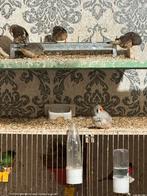 Zebra vinched te koop, Dieren en Toebehoren