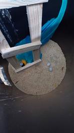 Te koop koppel blauwgele aras met eieren, Dieren en Toebehoren, Meerdere dieren, Papegaai