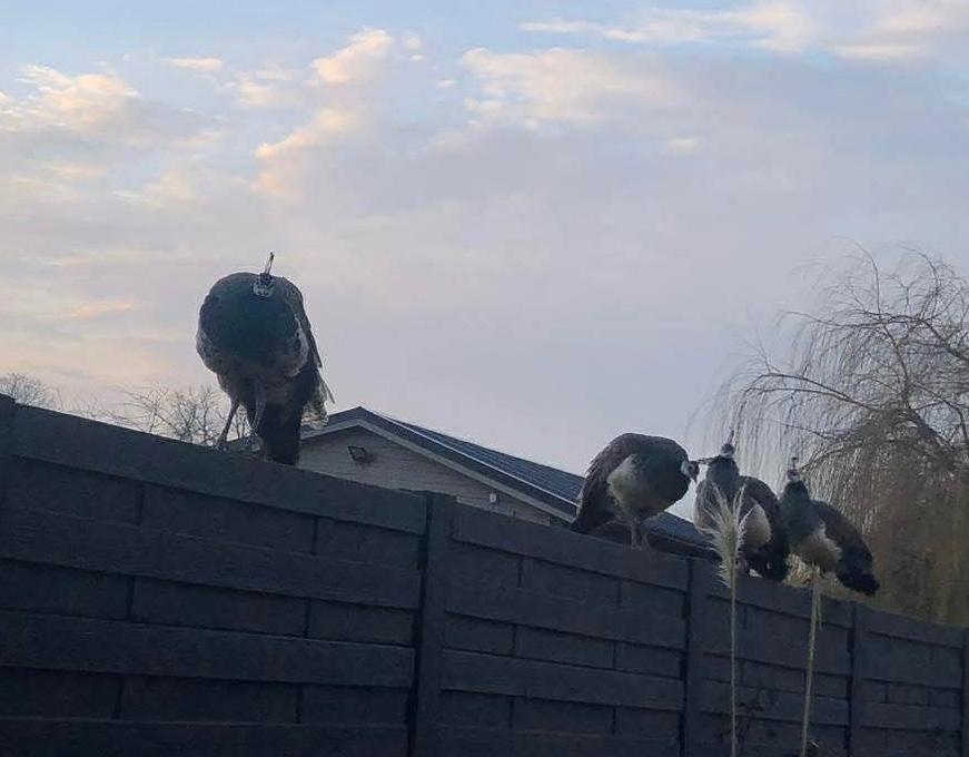 Pauwen te koop, Dieren en Toebehoren, Pluimvee