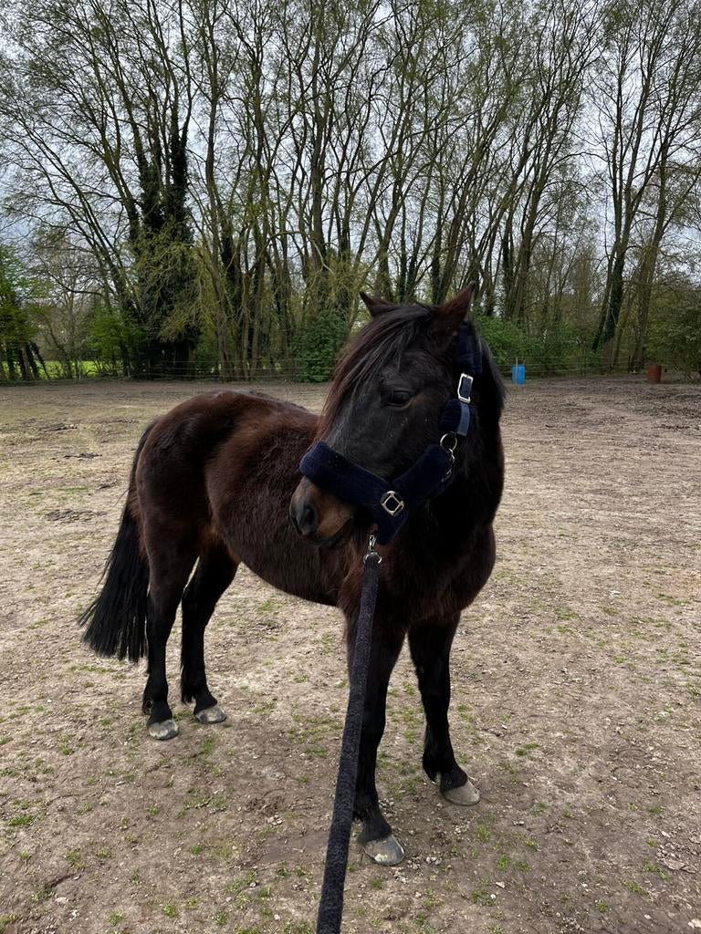Mooie Cpony, Vermifugé, Poney C (1.27 m à 1.37m), Débourré, Poney de saut