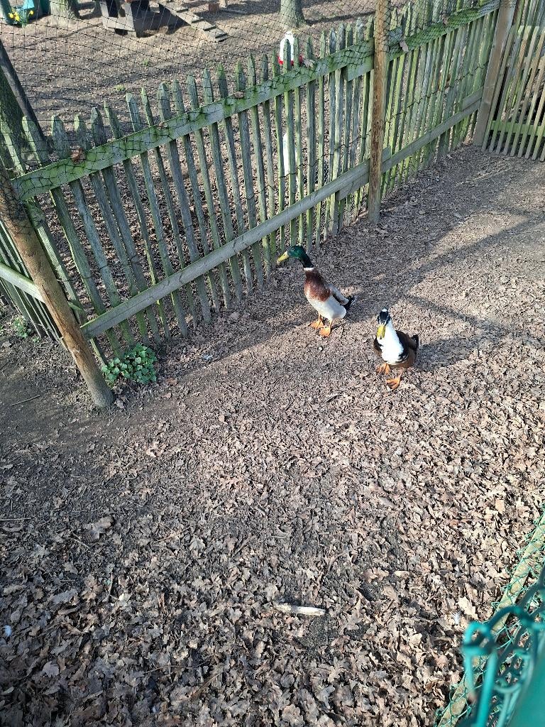 Loopeendjes, Dieren en Toebehoren, Mannelijk, Eend