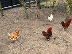 Hanen te koop, Dieren en Toebehoren, Mannelijk, Kip