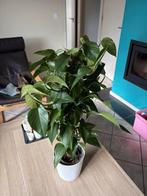 Epipremnum op mosstok te koop, Huis en Inrichting, Kamerplanten, Ophalen, Halfschaduw, In pot, Minder dan 100 cm
