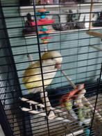 Monnikparkiet handtam, Mannelijk, Parkiet, Pratend