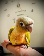 Conure dilute, Animaux & Accessoires, Enlèvement