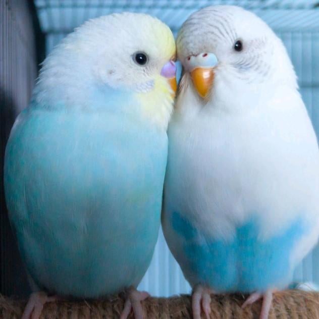 Couple de jeunes perruches ondulée apprivoisées, Mâle