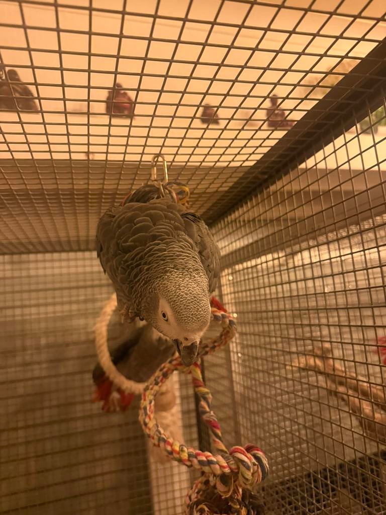 Grijze roodstaart man 6 jaar, Mannelijk, Papegaai, Pratend