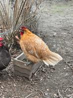 Witgebande goudbrakel hennen