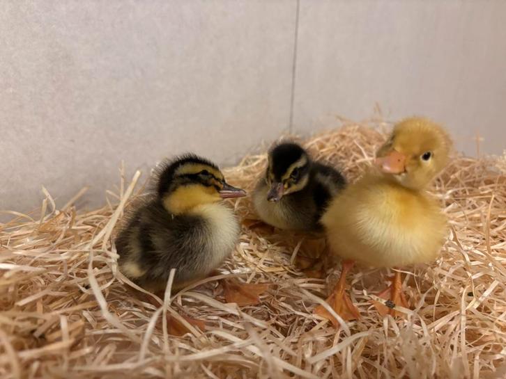 Pluimvee te koop, Animaux & Accessoires, Volatiles