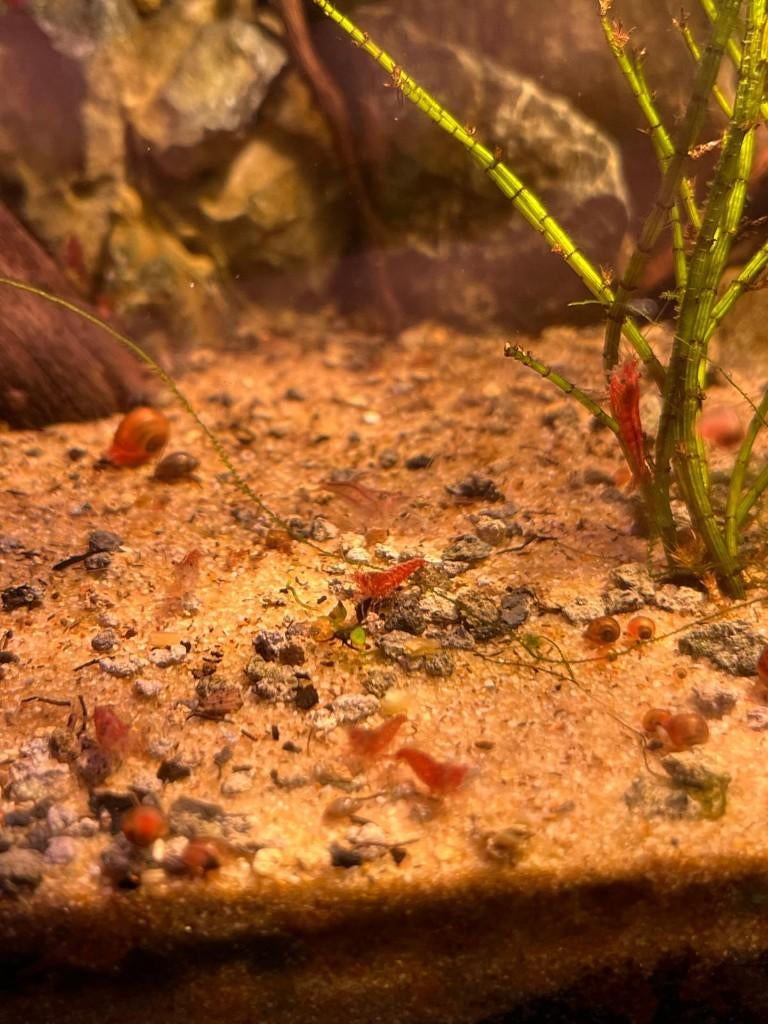 Garnalen Neocaridina - wildkleur, Dieren en Toebehoren, Kreeft, Krab of Garnaal, Zoetwatervis