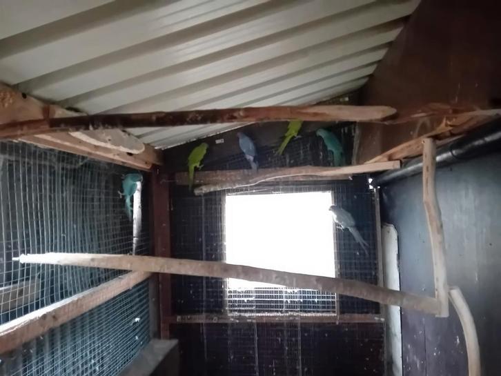 Halsband parkieten, Dieren en Toebehoren, Vogels | Parkieten en Papegaaien, Parkiet, Geringd